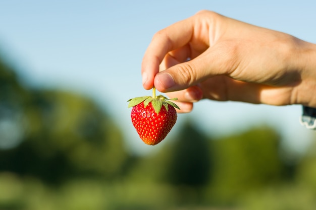 Persona in possesso di fragola rossa