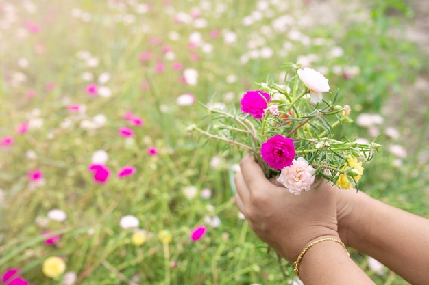 Persona in possesso di moss rose fiori nel giardino