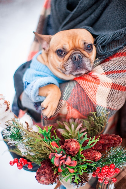 Persona irriconoscibile tenere un bulldog francese beige che indossa un maglione e avvolto in un plaid, primo piano