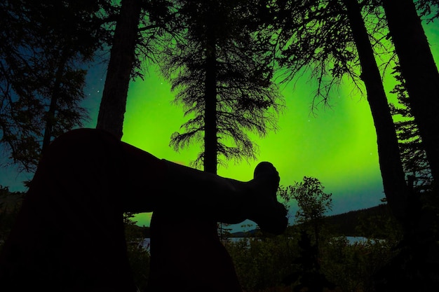 Persona rilassata della taiga che guarda l'aurora boreale