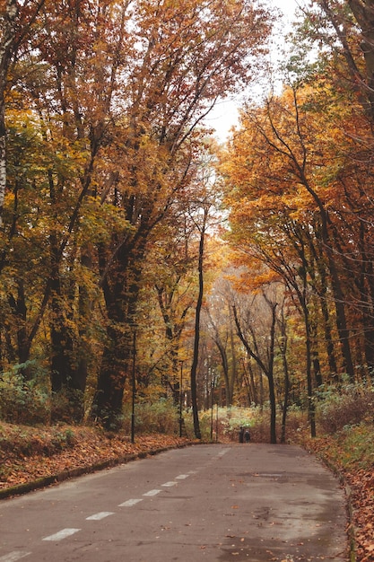 Persone che camminano all'aperto vicino al parco cittadino d'autunno