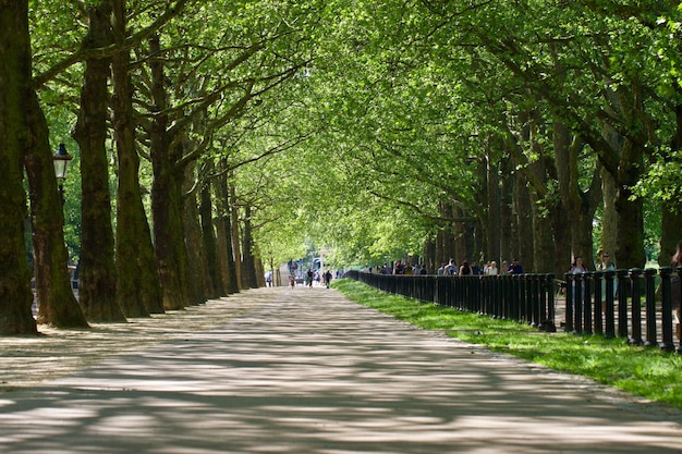 Persone che camminano sul sentiero tra gli alberi