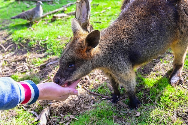 Persone che nutrono il santuario Kangaroo Moonlit a Melbourne, in Australia