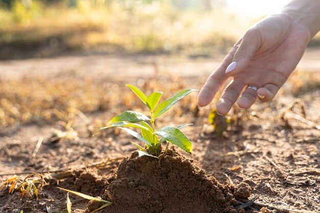 Persone che piantano alberi in campagna