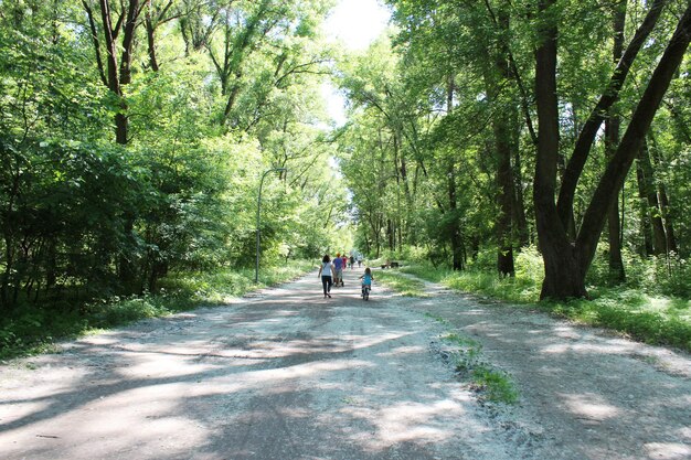 persone che si riposano nel parco cittadino con grandi alberi e lanugine di pioppo