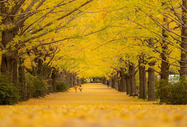 Persone in mezzo agli alberi nel parco durante l'autunno