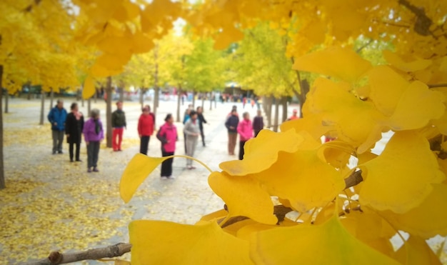 Persone nel parco durante l'autunno viste attraverso le foglie