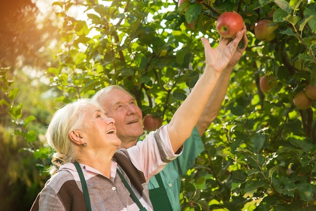 Persone sorridenti e raccogliere mele felice vecchia coppia dai semi ai frutti