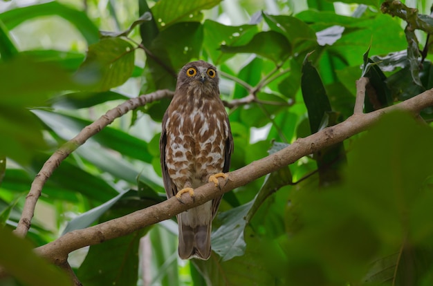 Pertica di Brown Hawk Owl sull&#39;albero in natura