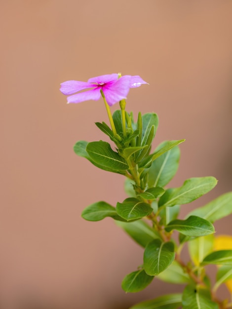 Pervinca del Madagascar Pianta della specie Catharanthus roseus