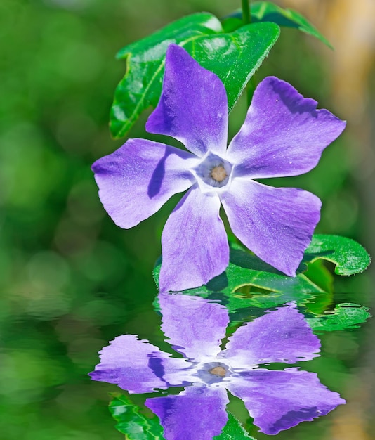 Pervinca riflessa nell'acqua