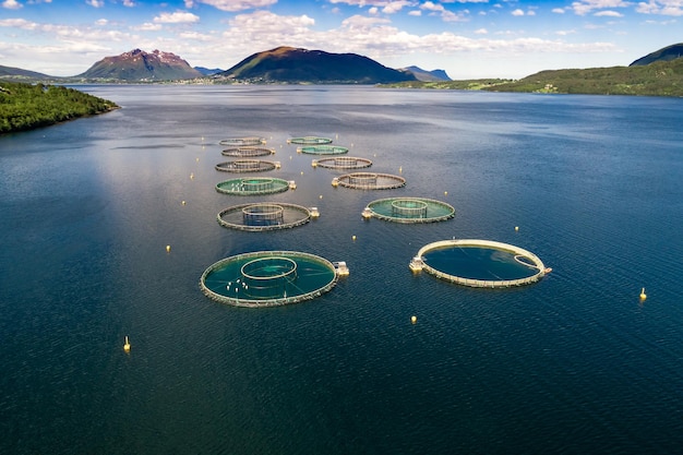 Pesca al salmone d'allevamento in Norvegia fotografia aerea.