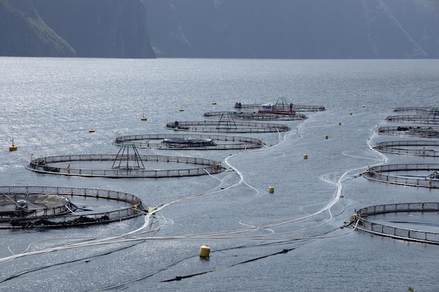 Pesca al salmone d'allevamento in Norvegia. La Norvegia è il più grande produttore di salmone d'allevamento al mondo, con oltre un milione di tonnellate prodotte ogni anno.