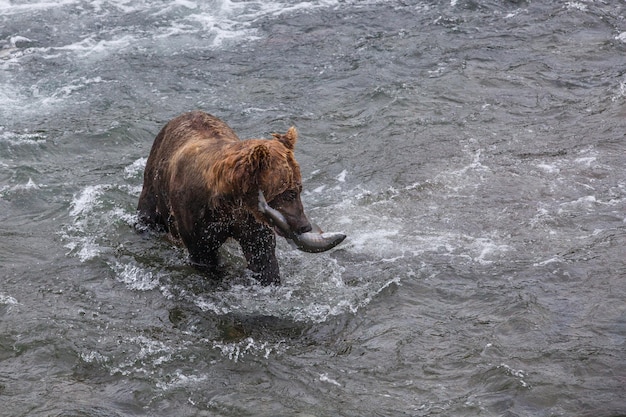 Pesca dell'orso nel fiume