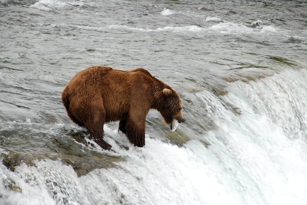 Pesca di grizzly