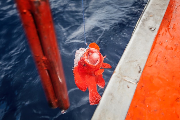 pesca di pesce di gruppo e tirando fuori dal mare