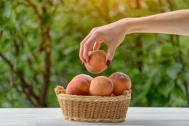 Pesca matura in una mano femminile. Cestino di vimini, giardino verde sul. Avvicinamento. Stagione della frutta