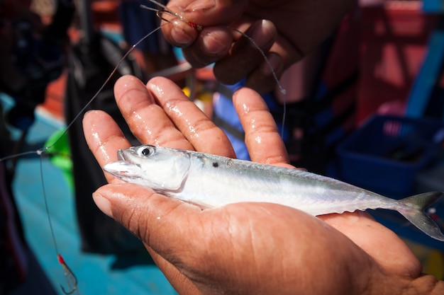 pescatore holding tonno pesce a portata di mano con gancio sulla barca in mare andaman