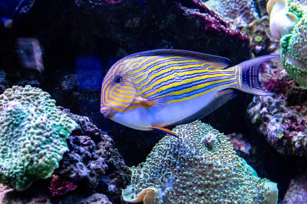 Pesce Acanthurus lineatus