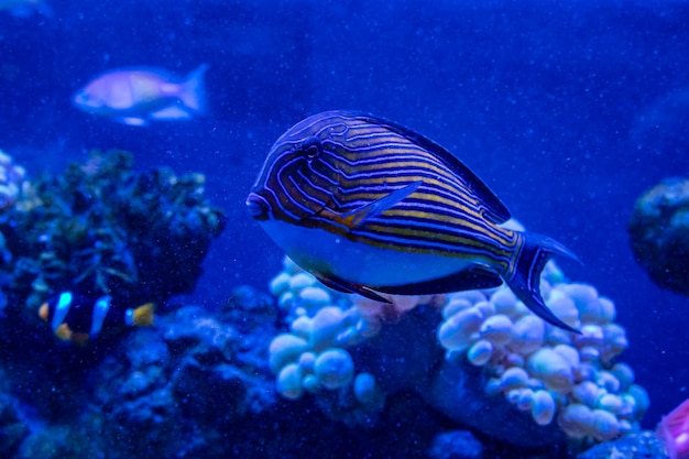 Pesce Acanthurus lineatus