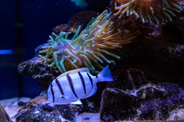 Pesce Acanthurus triostegus