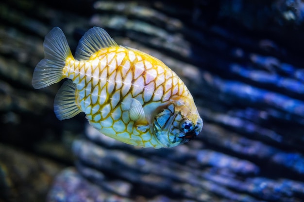 Pesce ananas australiano in mare