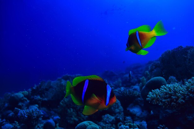 pesce anemone, pagliaccio sott'acqua pesce arancione sfondo del mare acquario