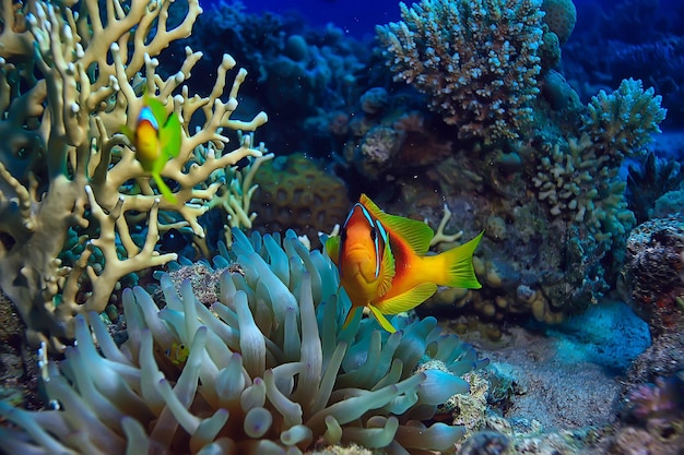 pesce anemone, pagliaccio sott'acqua pesce arancione sfondo del mare acquario