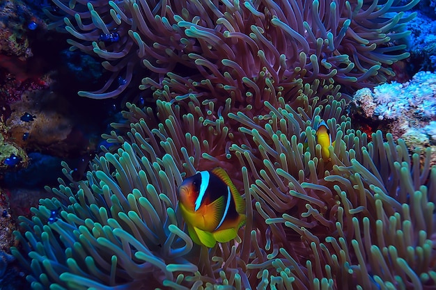 pesce anemone, pagliaccio sott'acqua pesce arancione sfondo del mare acquario