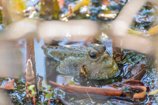 Pesce anfibio nella foresta di mangrovie