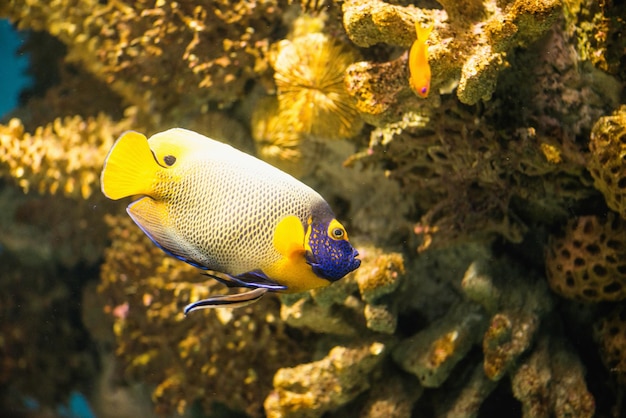 Pesce angelo a maschera gialla