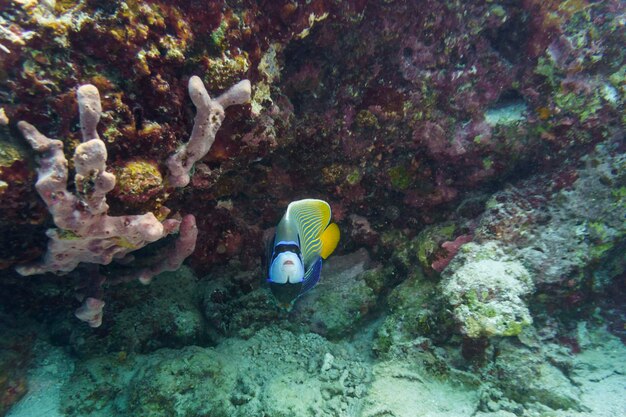 Pesce angelo imperatore Pomacanthus imperator nella barriera corallina delle isole Maldive La fauna selvatica tropicale e corallina Il bellissimo mondo sottomarino Fotografia sottomarina