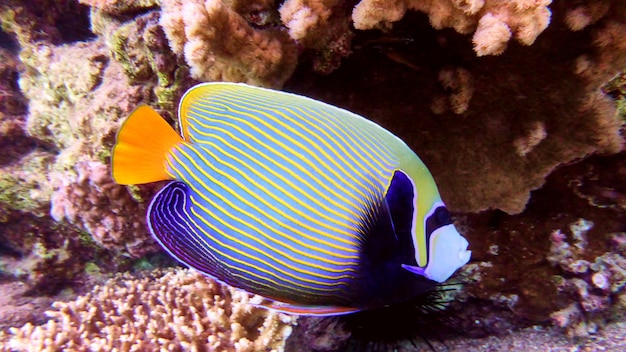 Pesce angelo in Mar Rosso, Eilat, Israele.