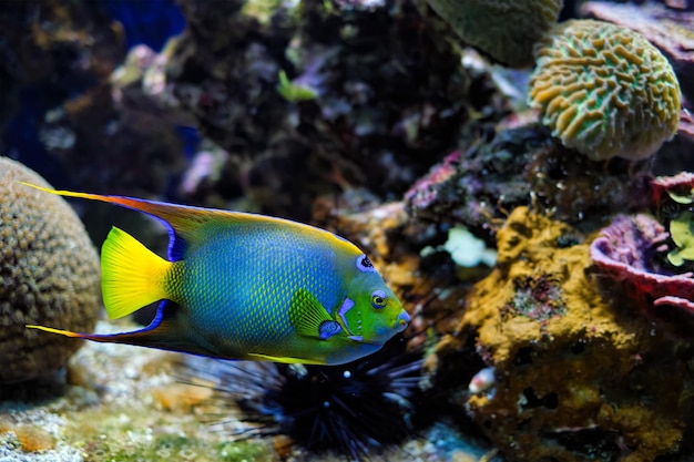 Pesce angelo regina Holacanthus ciliaris, noto anche come pesce angelo blu, pesce angelico dorato o pesce angello giallo sottomarino