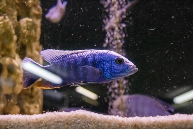 Pesce azzurro nell'acqua scura dell'acquario