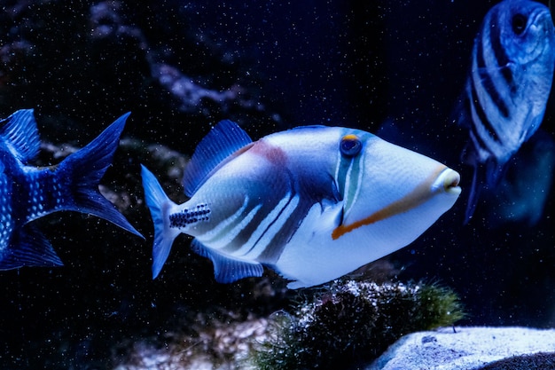 Pesce balestra dipinto Rhinecanthus aculeatus