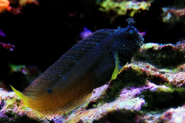 Pesce bavoso stellato o fiocco di neve nel serbatoio dell'acquario della barriera corallina