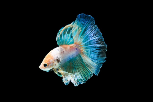 Pesce betta a mezzaluna blu brillante che nuota magnificamente isolato su sfondo nero