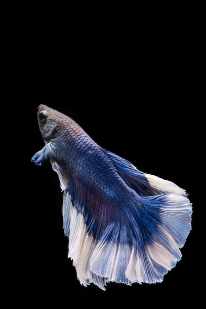 Pesce betta blu, pesce combattente siamese