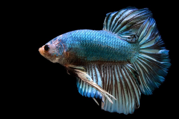 Pesce betta gigante blu fantasia su sfondo nero