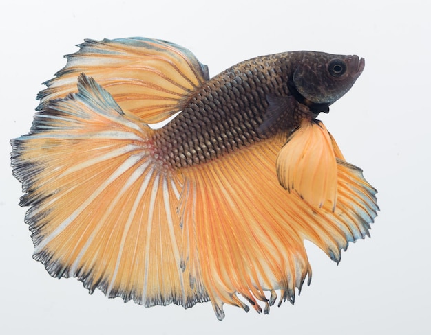 Pesce betta Halfmoon Pesce combattente siamese betta splendens