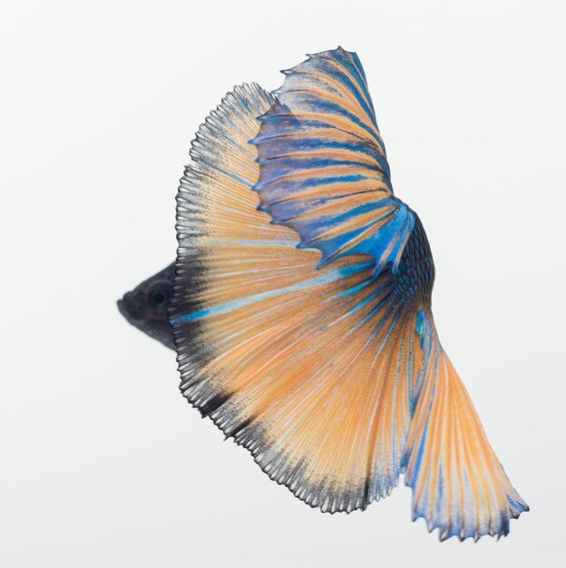 Pesce betta Halfmoon Pesce combattente siamese betta splendens