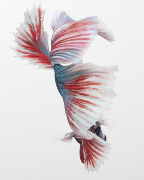 Pesce betta Halfmoon Pesce combattente siamese betta splendens