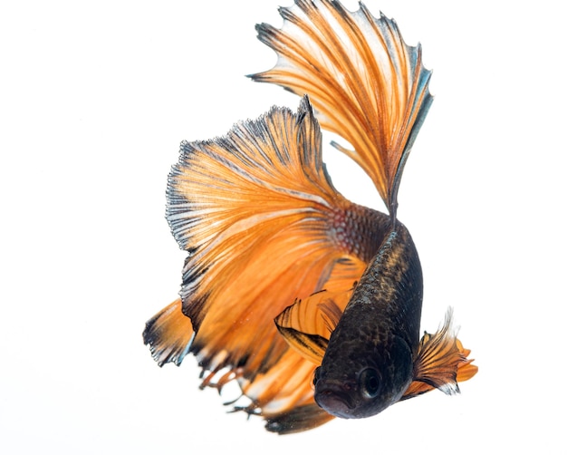 Pesce betta mezzaluna, pesce combattente siamese, betta splendens