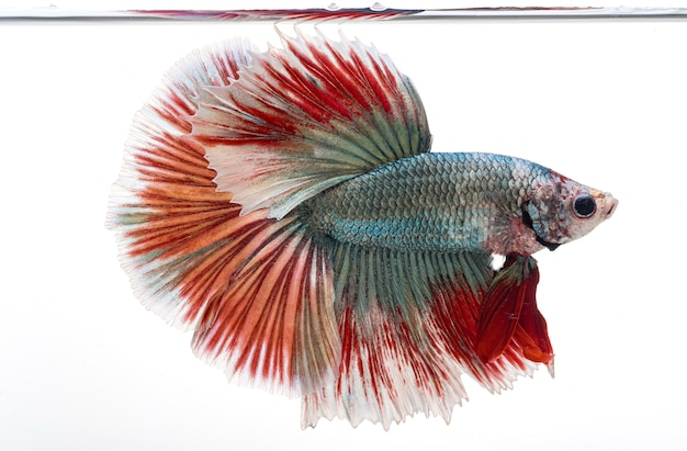 Pesce betta mezzaluna, pesce combattente siamese, betta splendens