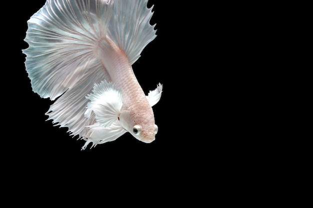 Pesce betta orecchio dumbo platino bianco