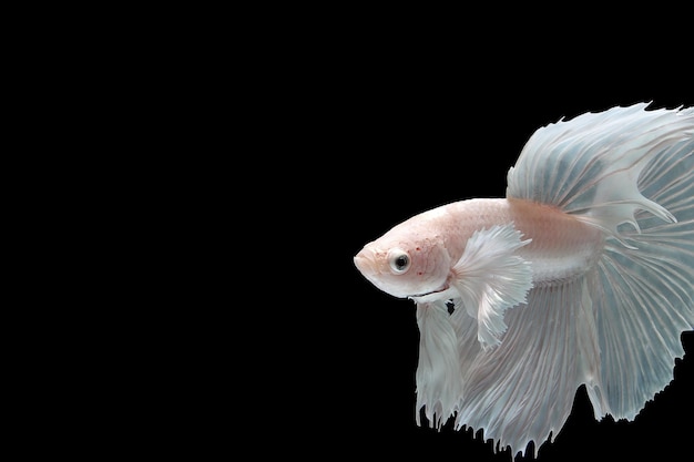 Pesce betta orecchio dumbo platino bianco