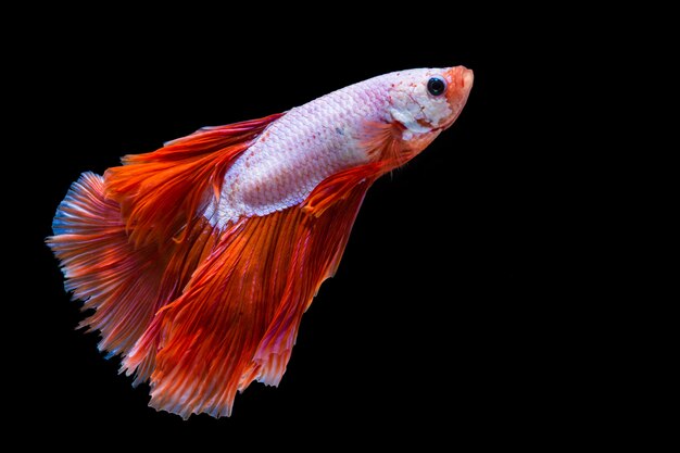 Pesce betta rosa e rosso, pesce combattente siamese su sfondo nero