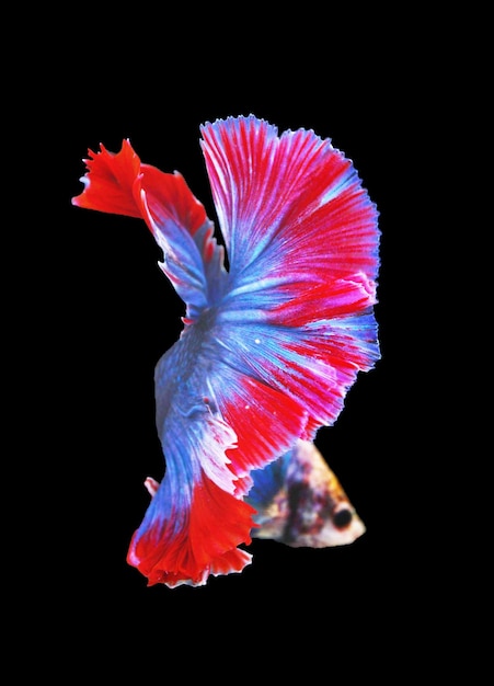 Pesce betta rosso e blu pesce combattente siam isolato su sfondo bianco