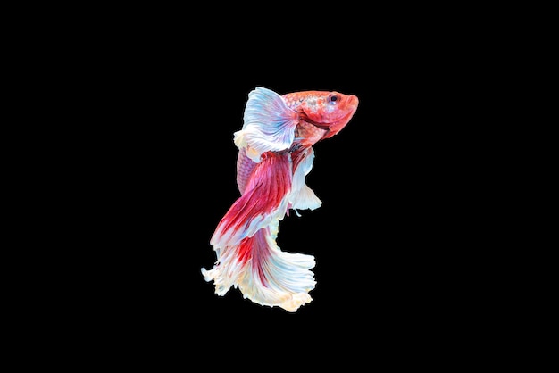 Pesce Betta rosso frizzante Pesce combattente siamese singolo betta splendens Halfmoon betta